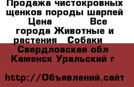 Продажа чистокровных щенков породы шарпей › Цена ­ 8 000 - Все города Животные и растения » Собаки   . Свердловская обл.,Каменск-Уральский г.